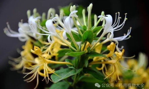 煅牡蛎的功效与作用和副作用-煅牡蛎的功效与禁忌网—知名的煅牡蛎的功效与禁忌及副作用网站,分享煅牡蛎的作用功效知识